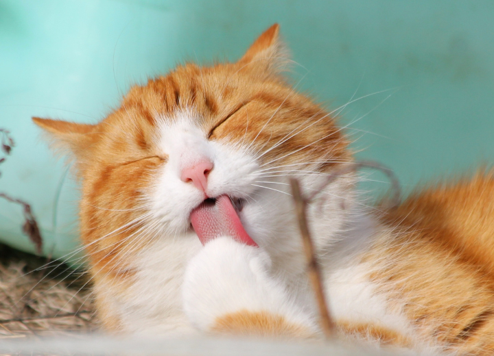 大切なペットとの最後のお別れ：斎場選びのポイント